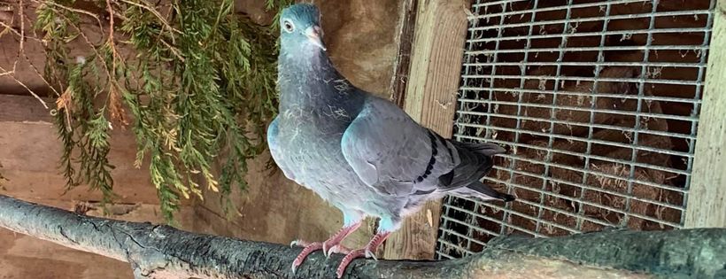 Seahaven wildlife rescue
