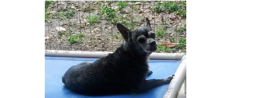 Senior K9 Rescue Inc
