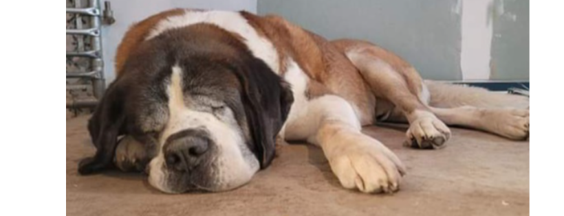 Silver Fur K9 Rescue