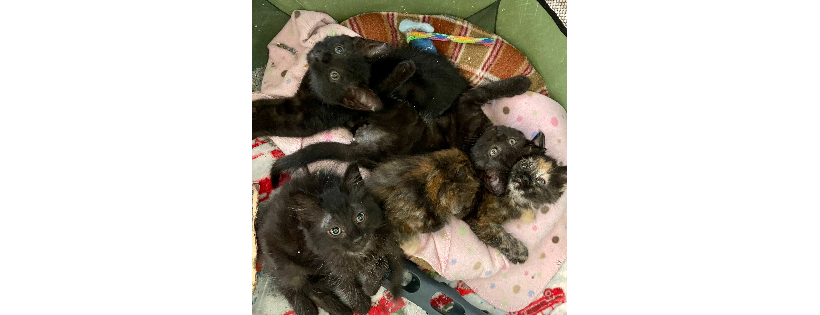 Kindred Kitties