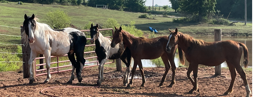 Diamond P Ranch and Rescue Inc