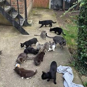 Community Cat Caregivers Inc Logo