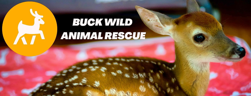 Buck Wild Animal Rescue and Wildlife Rehab