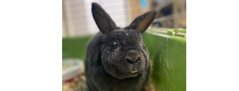 Friends of Rabbits