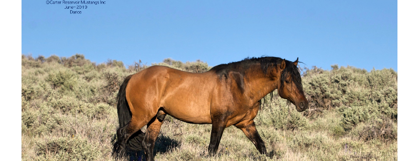 Carter Reservoir Mustangs Inc