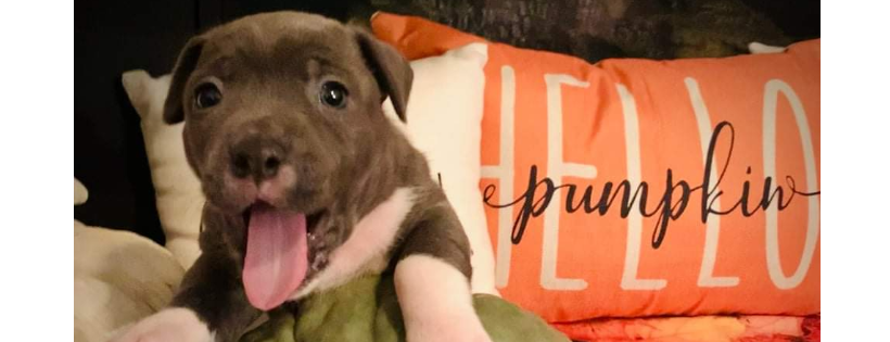 Libby and Mace's Place Animal Rescue