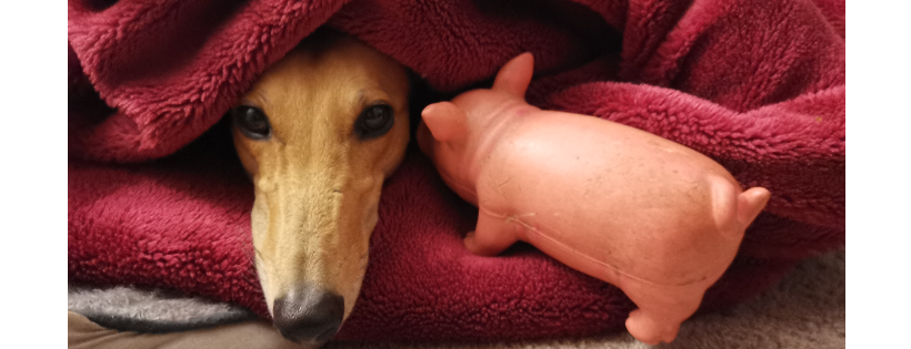 Greyhounds as Pets