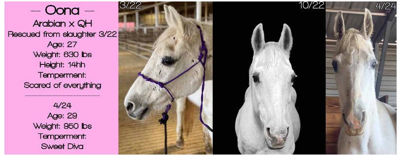 Starr D Ranch Horse Sanctuary