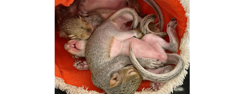 Catskill Mountain Wildlife Rehabilitation