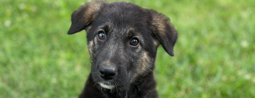 Animal Rescue & Foster Program