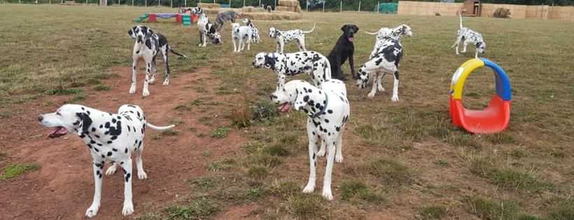 DAS Dalmatians Sanctuary