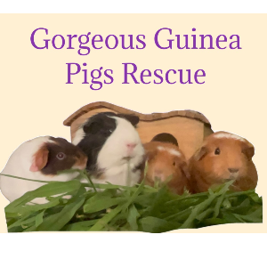 Gorgeous Guinea Pigs Rescue