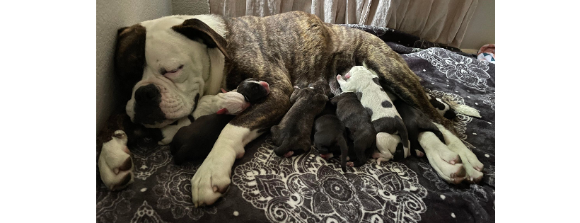 COZZE PAWS RESCUE