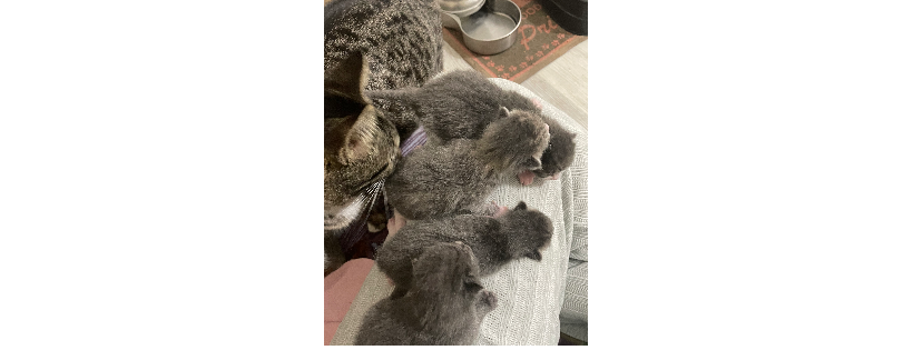 L’il Purr Cat Rescue