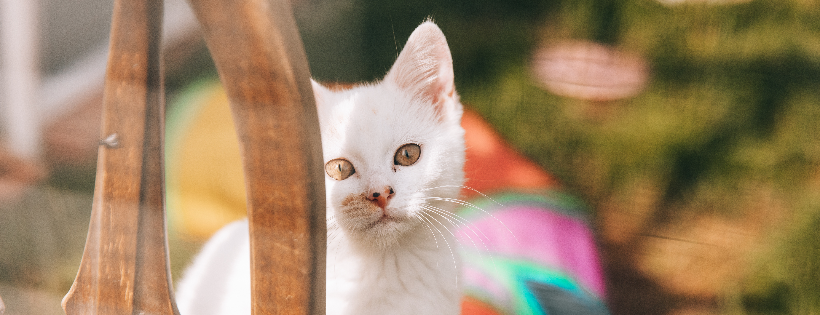 Filey Cat Rescue