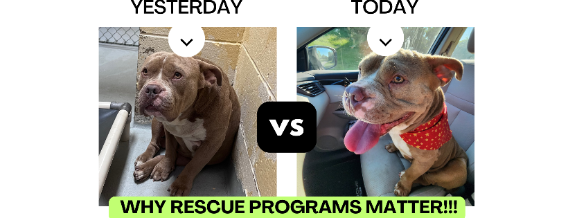 Memphis Street Animal Rescue, an Oklahoma Paws 501(c)3 organization.