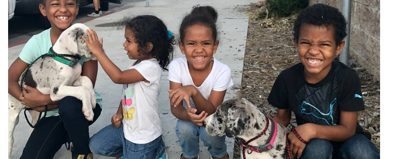 Downtown Dog Rescue
