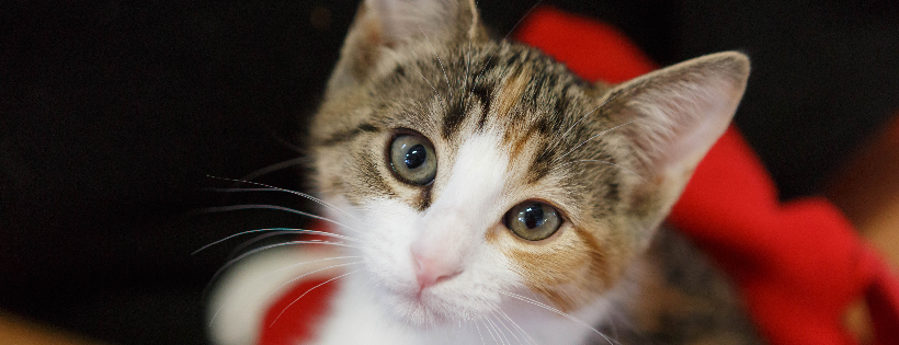 Cat Depot