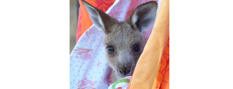 Wildlife Dalby Animal Welfare and Education Association