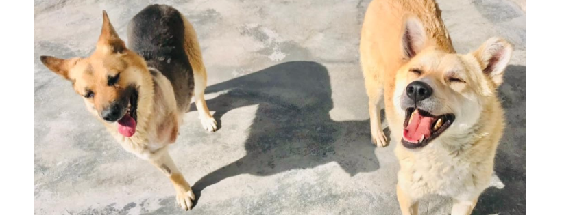 Kabul Small Animal Rescue