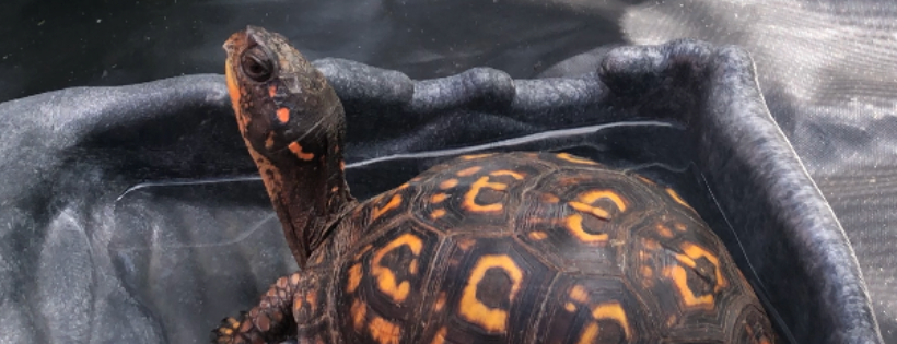 Carolina Reptile Center