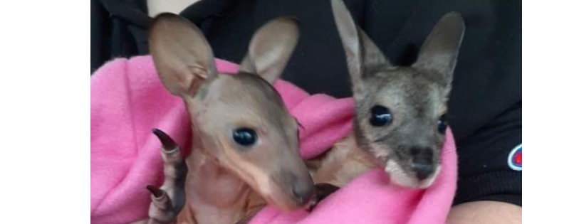 Wildlife Rescue Sunshine Coast Inc