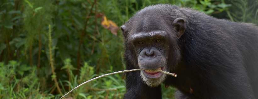 Project Chimps