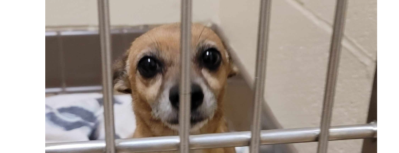 Outreach Pawsabilities Inc