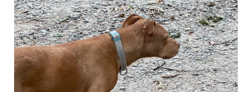 Devil Dog Ranch