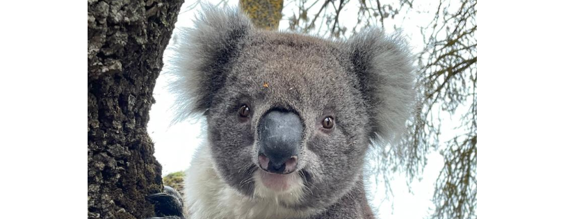 Save Our Wildlife Foundation