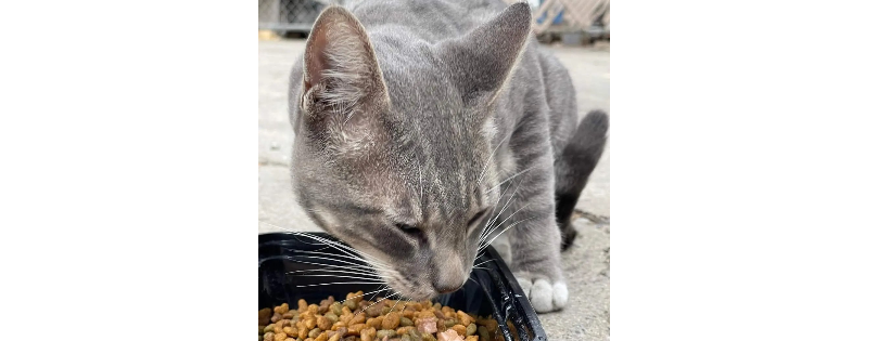 OC Community Cats