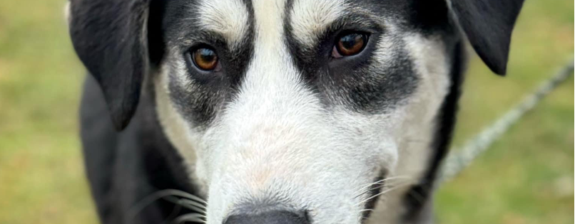 Heart of Hoosierland Humane Society/Elwood Animal Shelter