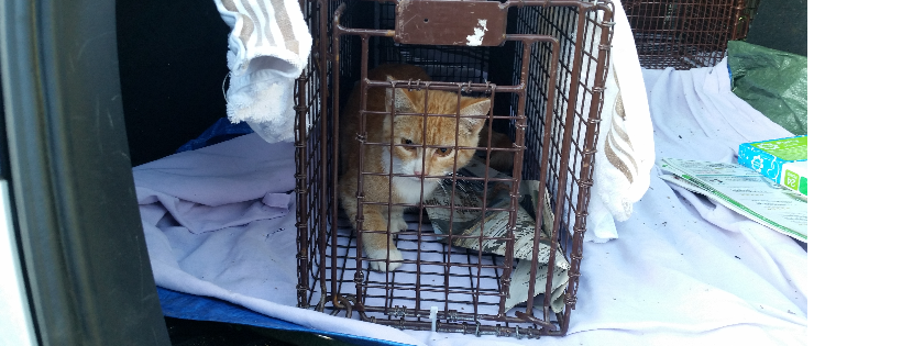 Community Cat Coalition