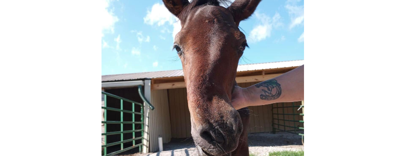 FIGHTING CHANCE RESCUE 501c3