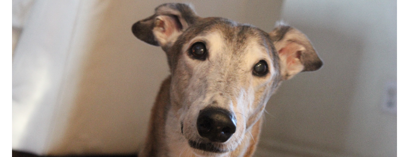 Greyhound, Galgo, Podenco of Atlantic Canada