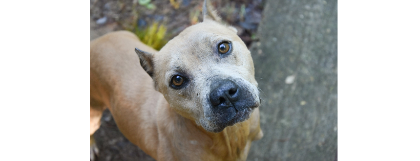 Paws Rescue