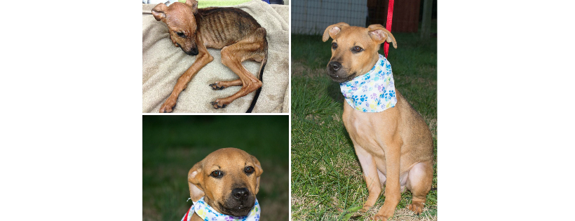 CARE - Crossroads Animal Rescue