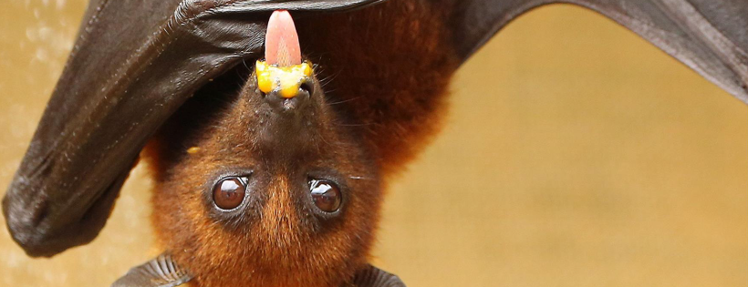 Lubee Bat Conservancy
