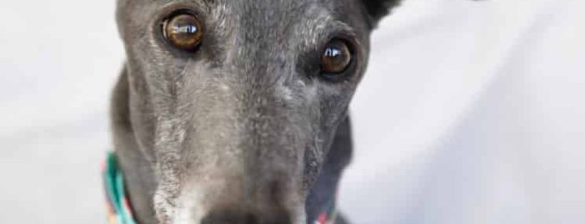 Friends Of The Hound Inc