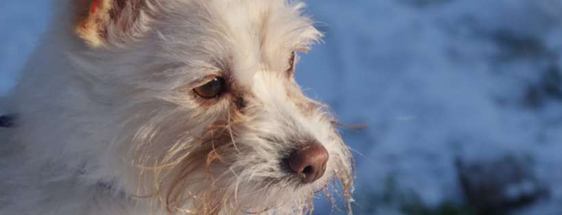 Dogsway Dog Rescue Society