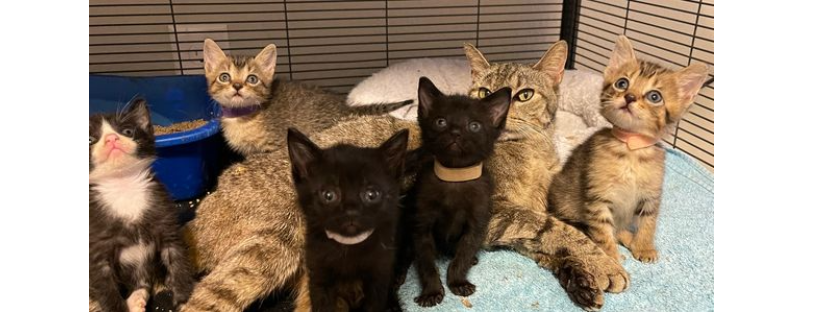 QTKittens, Inc.
