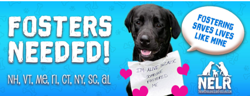 New England Lab Rescue, Inc.