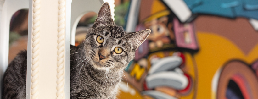 Cat Town
