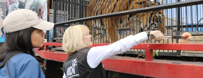 Animal Defenders International Foundation