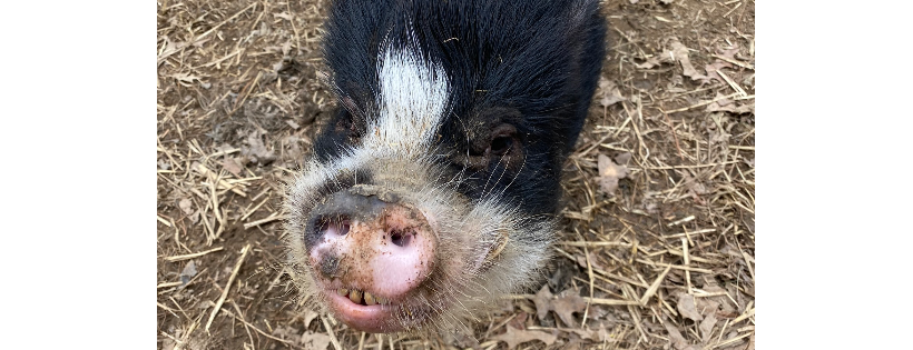 Whispering acres sanctuary