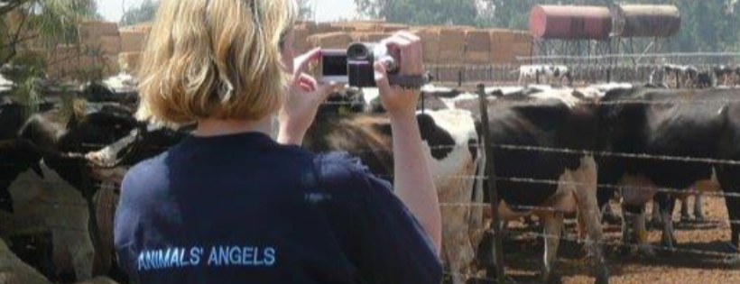 Animals' Angels