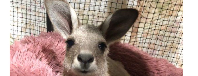 Dhil’um-bar Kangaroo Sanctuary