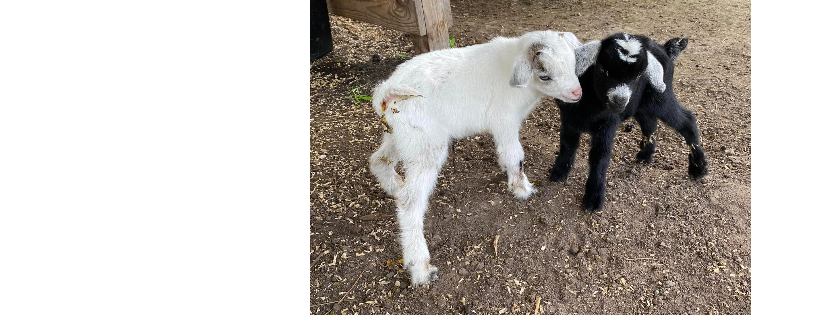 Penderosa Rescue & Sanctuary