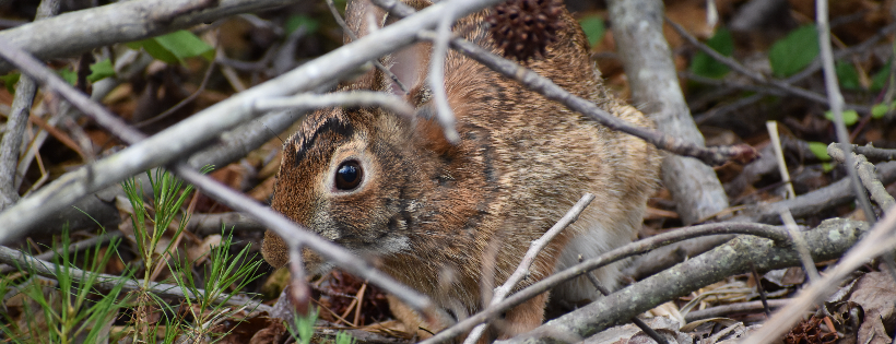 Chesapeake Wildlife Heritage, Inc.