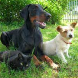 Wanderers Haven Animal Sanctuary Logo